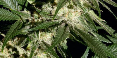 Hella Jelly marijuana strain from Humdolt Seed Company