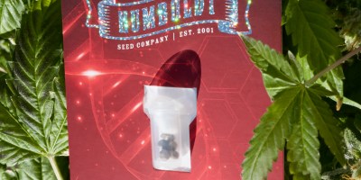 marijuana seeds Humboldt Seed Company