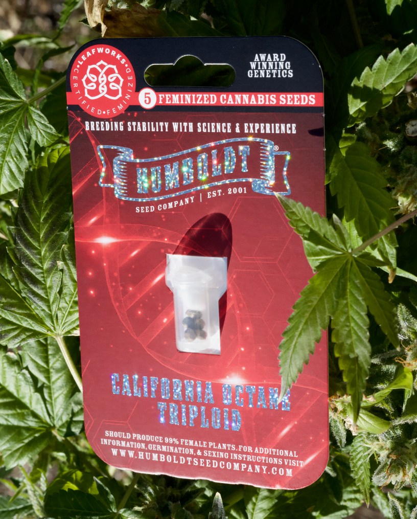marijuana seeds Humboldt Seed Company