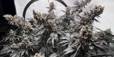 Dutch Passion marijuana seeds