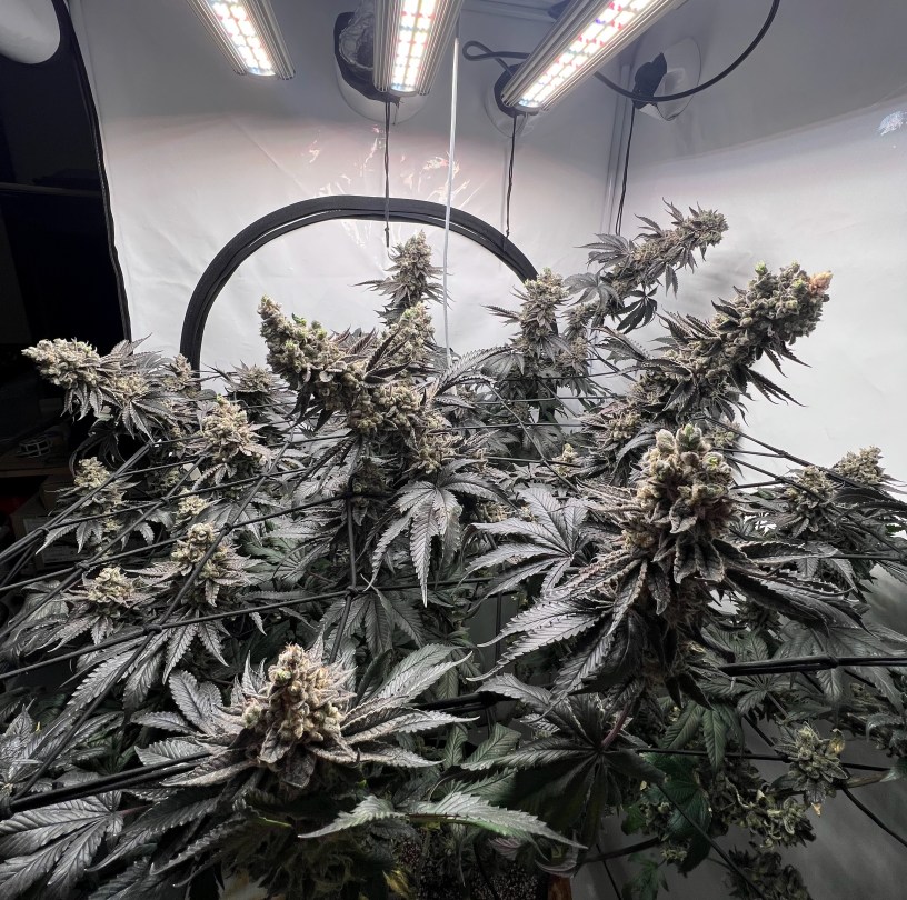 Dutch Passion marijuana seeds