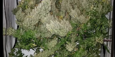 Ace Marijuana Seeds Sativa