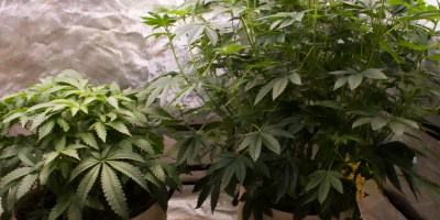 no-veg marijuana growing
