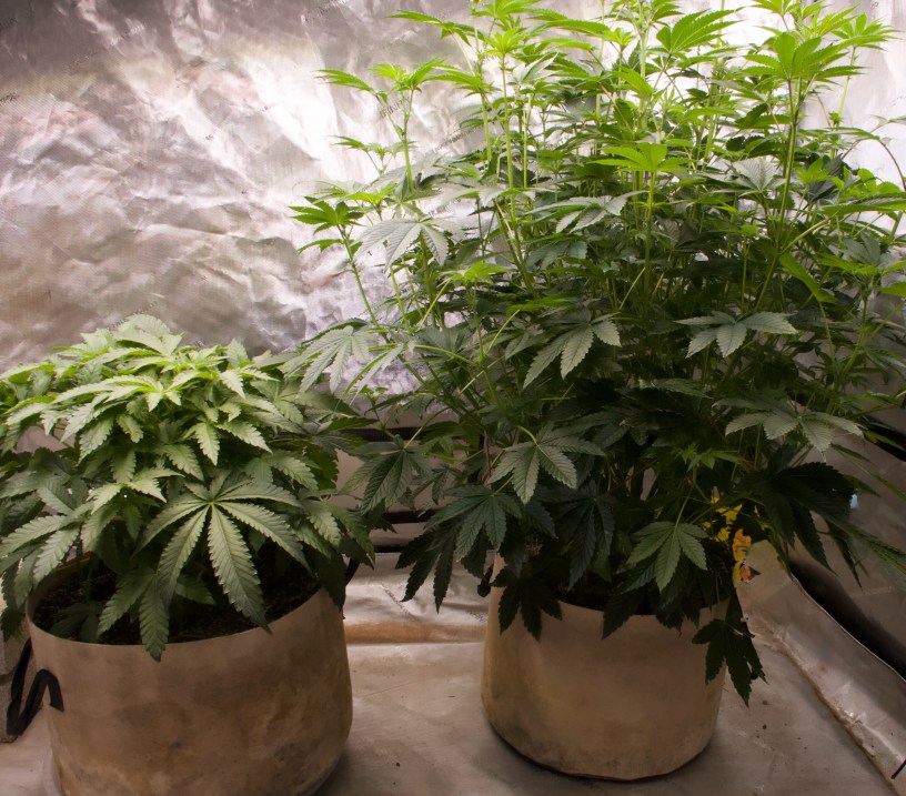 no-veg marijuana growing