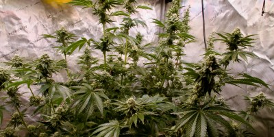 Humboldt Seed Company Limez marijuana seeds