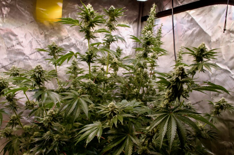 Humboldt Seed Company Limez marijuana seeds