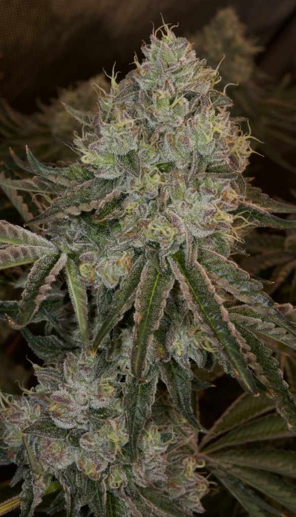 Humboldt Seed Company marijuana seed strain. 