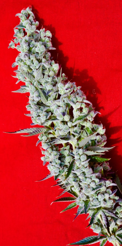 Humboldt Seed Company marijuana seeds
