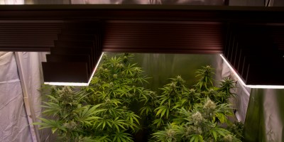 marijuana LED grow lights
