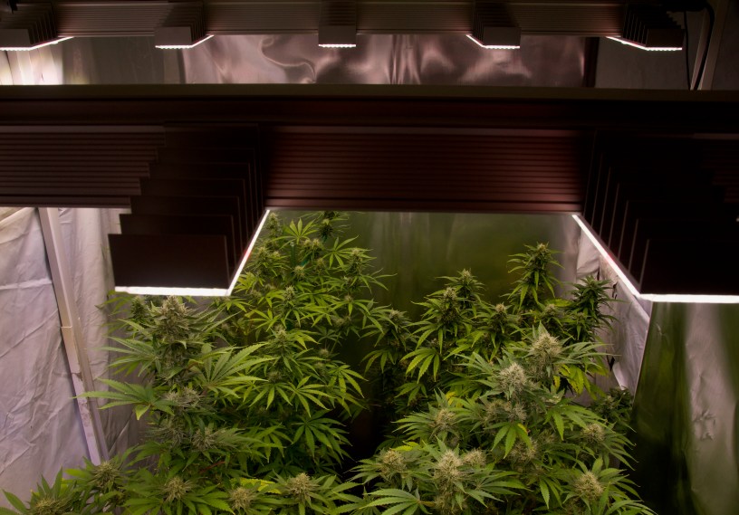 marijuana LED grow lights