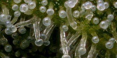marijuana harvesting resin glands trichomes