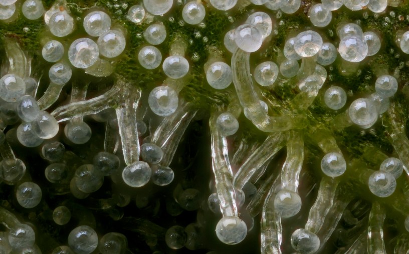 marijuana harvesting resin glands trichomes