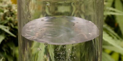 growing marijuana hydrogen water
