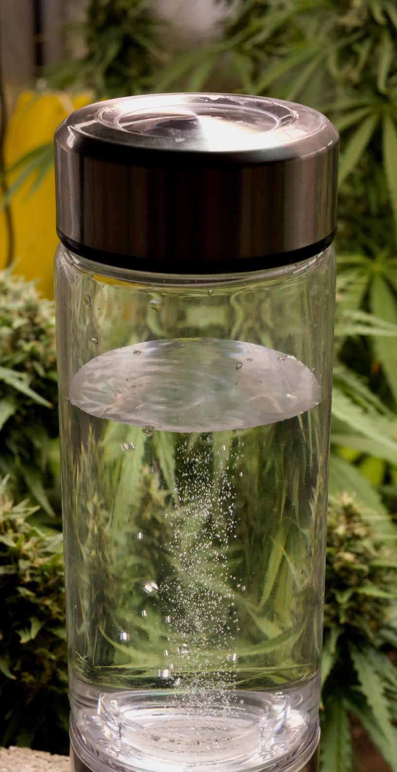growing marijuana hydrogen water
