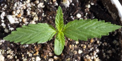 germinating marijuana seeds