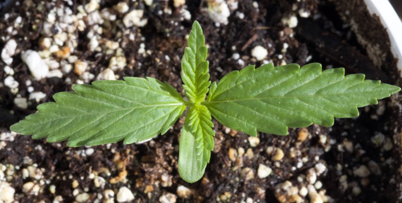 germinating marijuana seeds