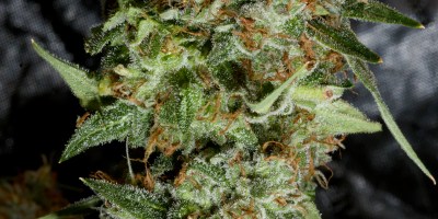 marijuana seeds and strains