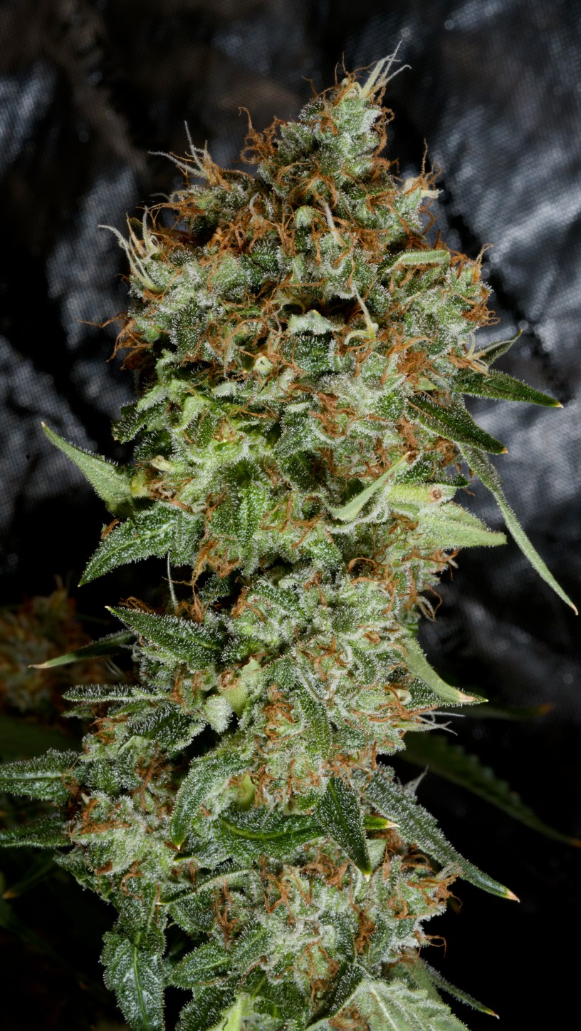 marijuana seeds and strains